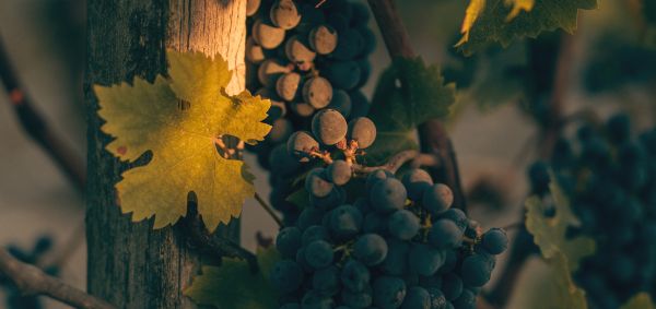 Cabernet Sauvignon