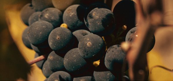 Merlot