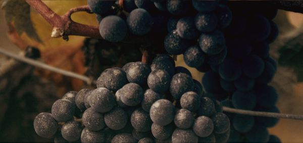 Cabernet du terroir