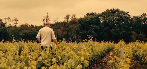 Ressentir la vigne