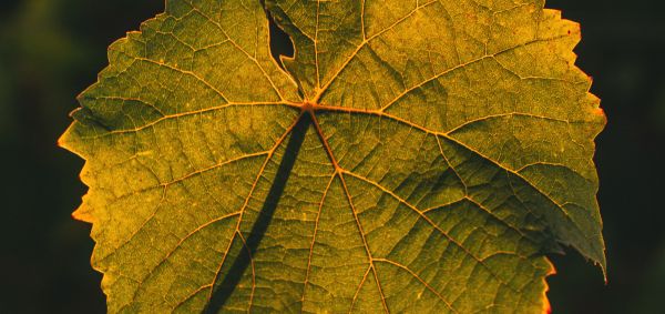 Petit verdot