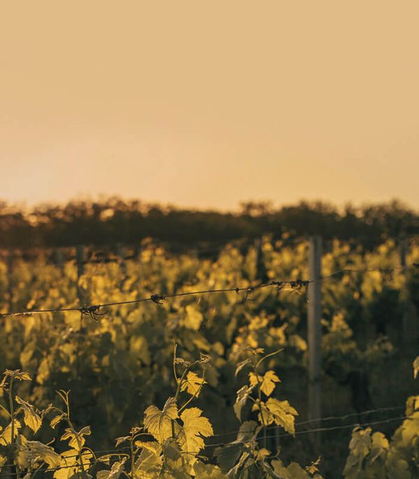 Terroir vines