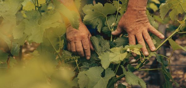 Cueillir la vigne