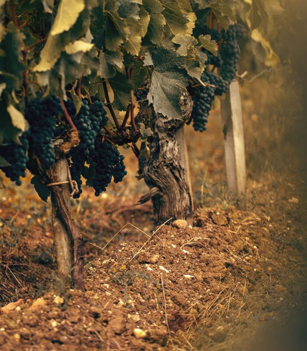 Pied de vigne