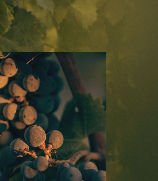 Double media grapes