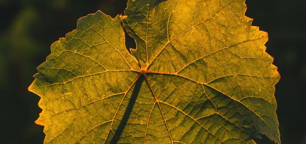 Petit verdot