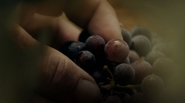 Saisir la grappe de raisin