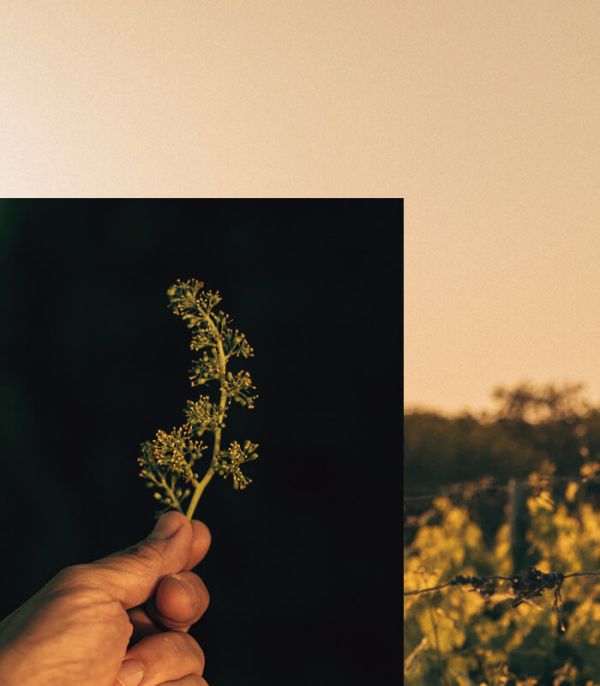 La viticulture