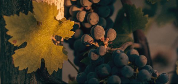 Cabernet sauvignon